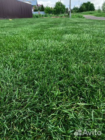 Рулонный газон продажа/укладка