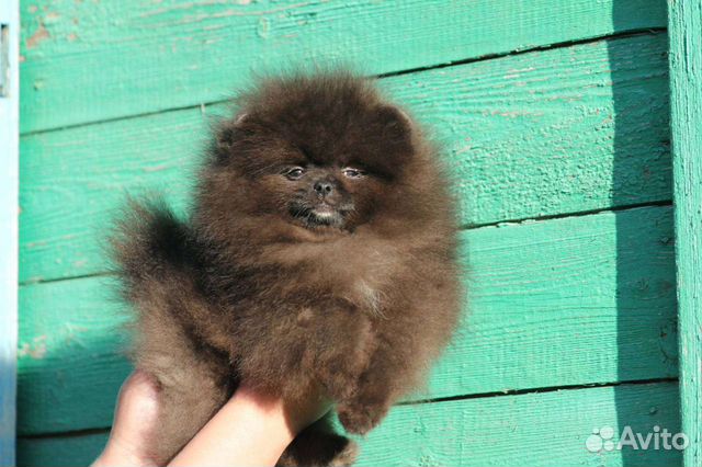 Шикарный маот