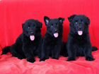 Черные длинношерстные щенки немецкой овчарки объявление продам