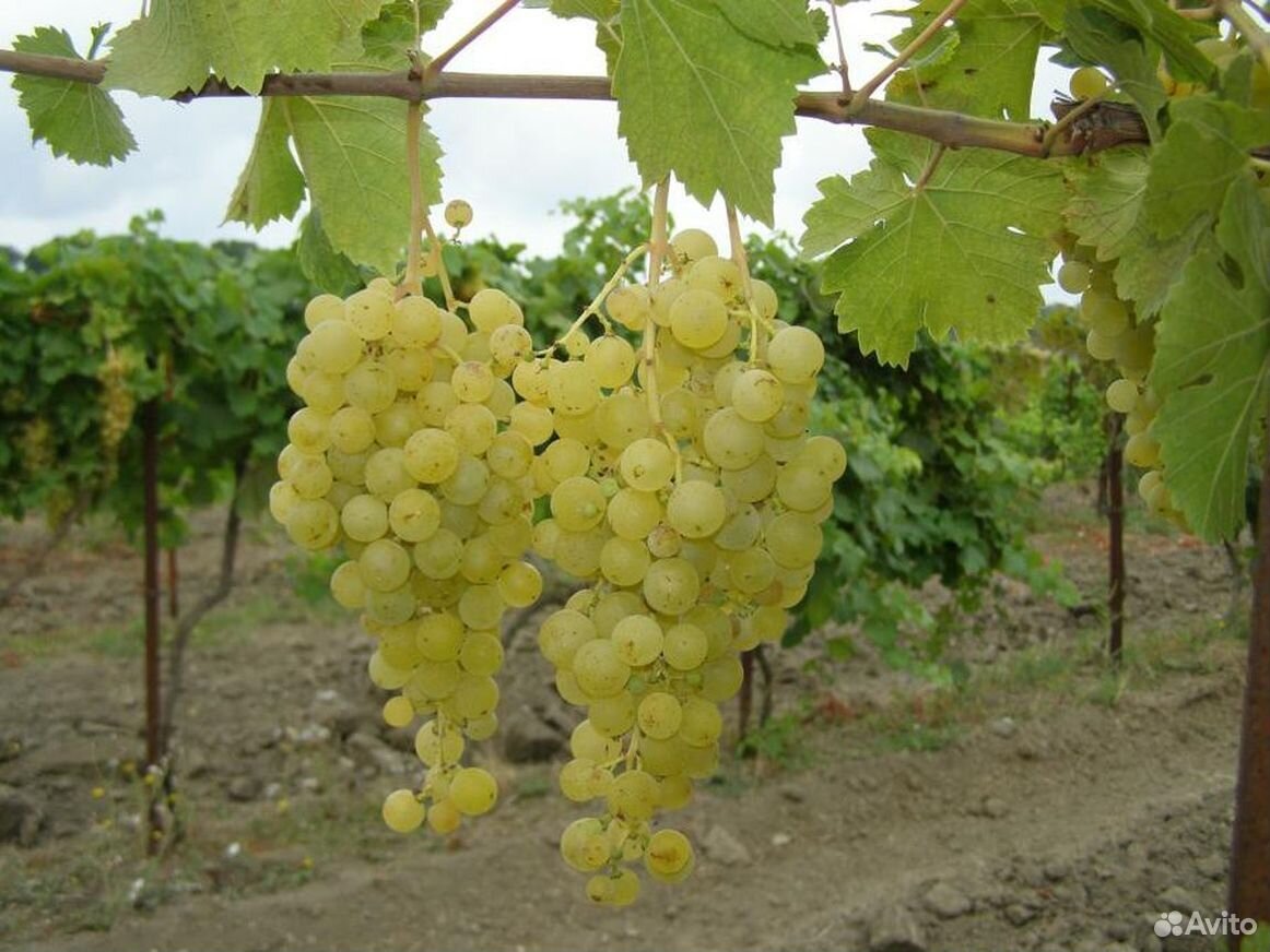 Сорт винограда Анапский Мускат