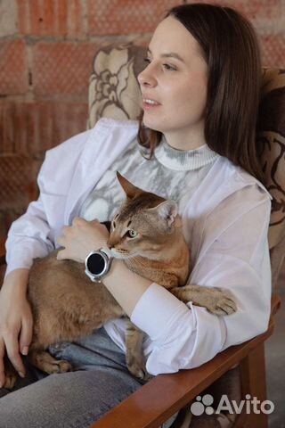 Зоопсихолог, коррекция поведения кошек