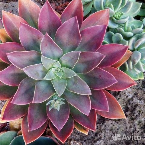 Суккуленты