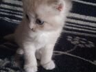 Самый милый котёнок-ребëнок объявление продам