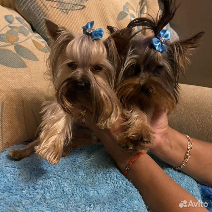 терьеры тула. фото щенков йорка полтора месяца. терьеры тула. йоркширский терьер щенок черный. тульский терьер.