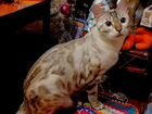 Бенгальский кот объявление продам