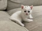 Манчкин котята белоснежные long