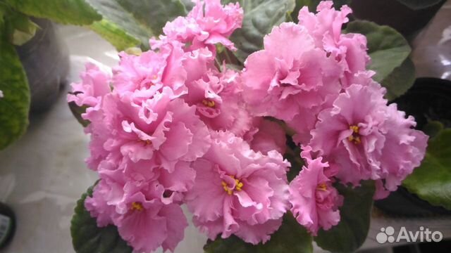 Сортовые фиалки