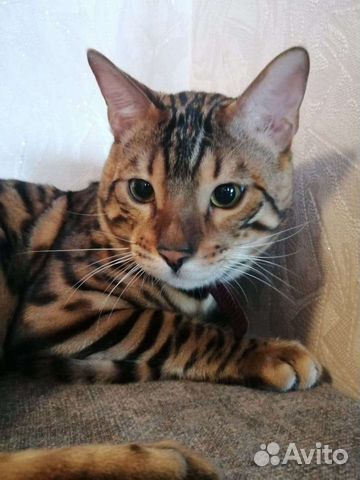 Бенгальский кот на вязку
