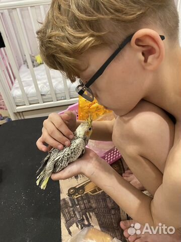 Птенцы Кореллы