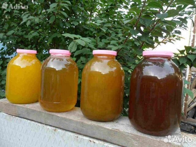 Свежий майский мёд, разнотравие и цветочный, перга