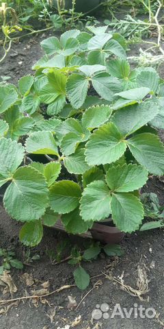 Клубника рассада,саженцы