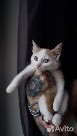 Котенок Белый с рыжим Вера 7 месяцев