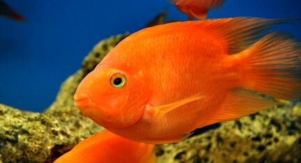 Рыбки попугай красный/жёлтый