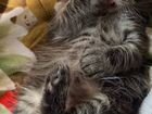 Котята смесь Тайской кошки и Британского кота объявление продам