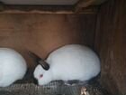 Калифорнийские кролики, фландари объявление продам