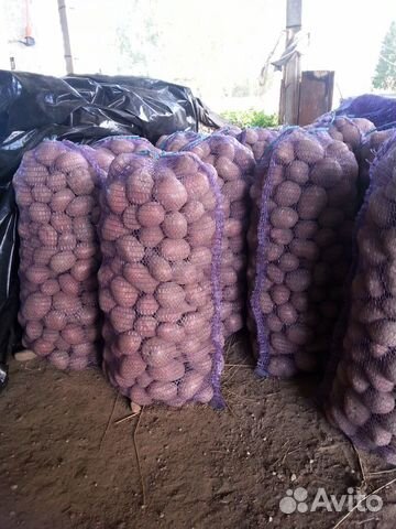 Картофель беллароза, гала, вега на еду,на семена