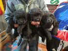 Собаки щенки ньюфаундленд объявление продам