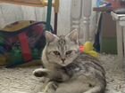 Шотландская кошка мраморная объявление продам