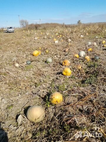 Тыква кормовая