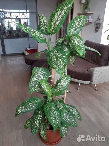 Комнатные растения