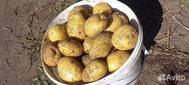 Продам картофель купить в Иркутске | Товары для дома и дачи | Авито