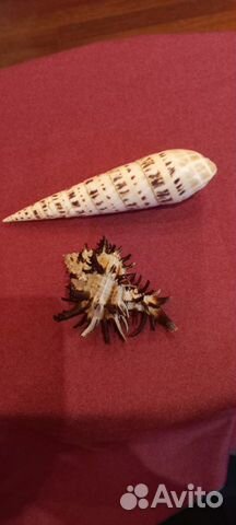 Коллекция морских ракушек