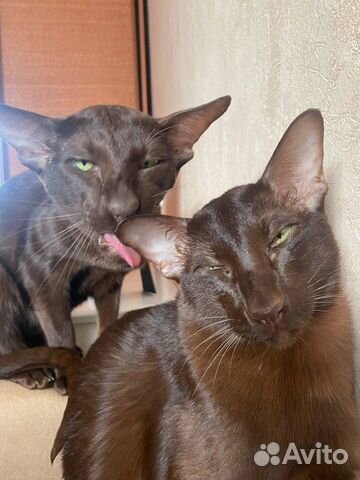 Зооняня, передержка животных