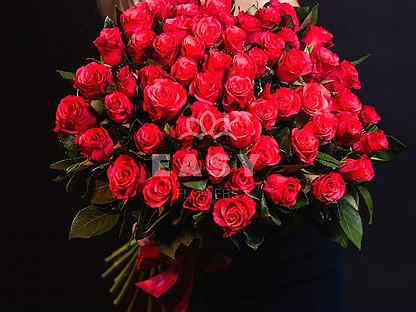 101 роза Поздравление с 8 марта, Днем Влюбленных