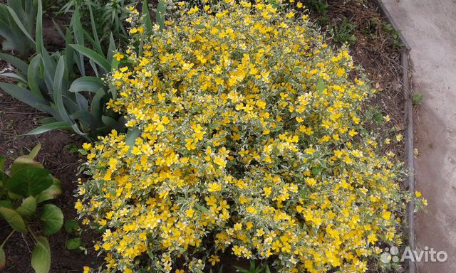 Садовые растения