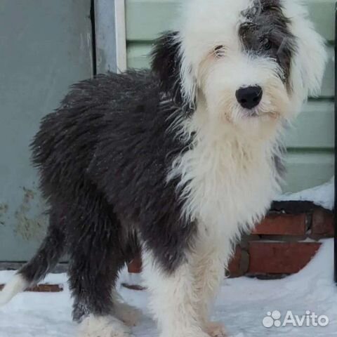 Бобтейл щенки