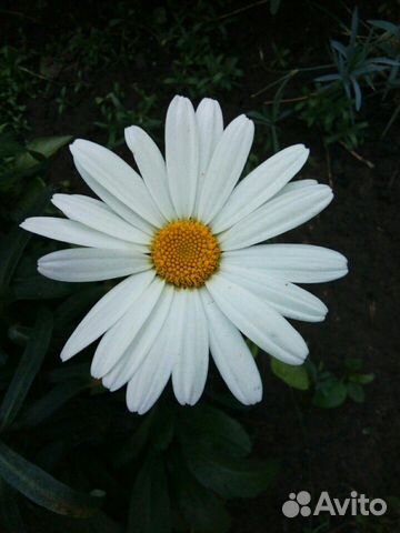 Садовые цветы