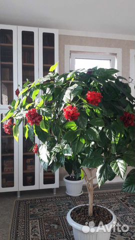 Гибискус - комнатная роза