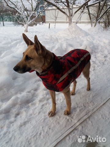 Утепленная курточка-жилетка для собаки