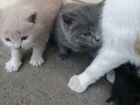 Котята кошки мышеловки объявление продам