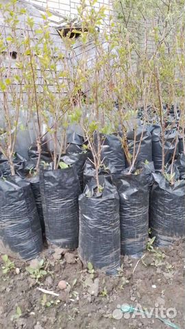Саженцы Абрикоса районированые морозостойкие