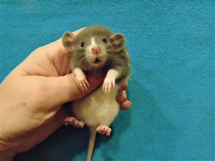 Крысы, крысята дамбо от крупных родителей, клетки
