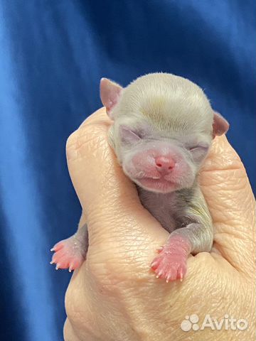 Чихуахув лиловые и шоколадные