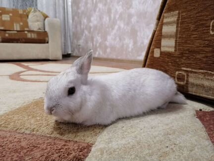 Декоративный кролик на вязку