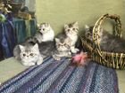 Экзотические котята персидские плюши