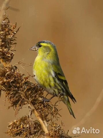 Певчие лесные птицы