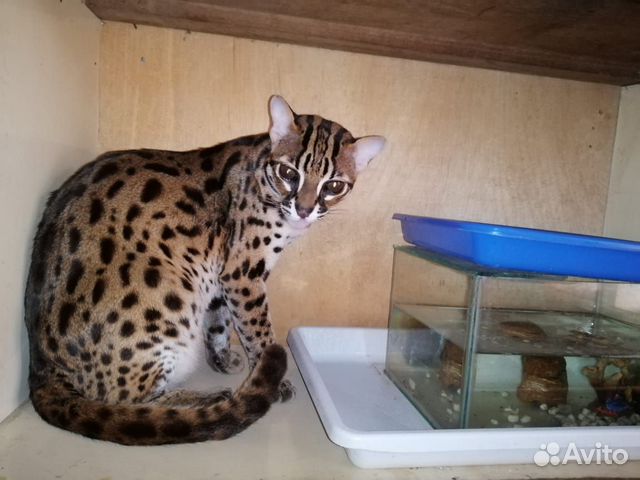 Азиатские леопардовые коты из питомника