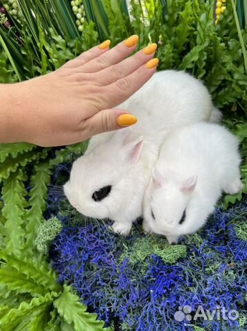 Хотот чистопородный карликовый (короткие ушки)