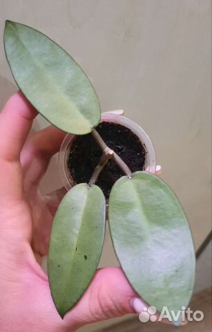 Хойя Compacta Mauna Loa, Nicholsoniae New Guinea G