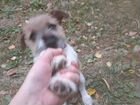 Собака Джек рассел терьер щенок, 3 месяца объявление продам