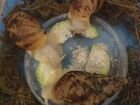 Улитки ахатины альбино - малыши 2 недели и 1,5 м объявление продам