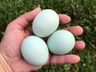 Легбар голубые яйца