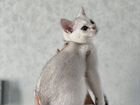 Котята британской шиншиллы, 4 месяца объявление продам