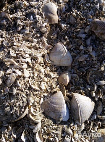 Ракушка кормовая, кальций для птицы