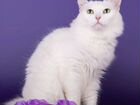 Ласковая белая пушистая кошка Софи