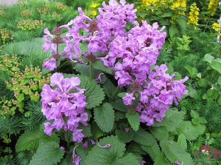 Астильбы,пион, много разных цветов